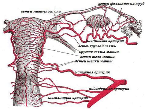 Симптомы увеличенной маточной артерии: