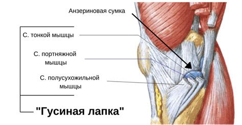 Симптомы удара левой коленкой