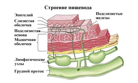 Симптомы утолщения стенок пищевода