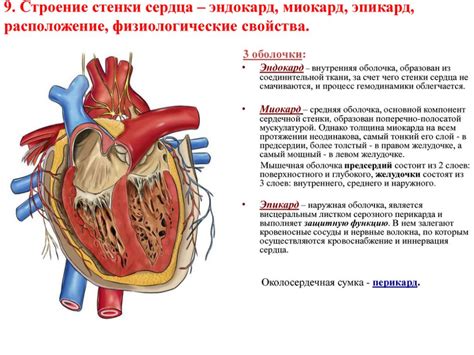 Симптомы утолщенных стенок сердца