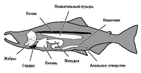 Симптомы язв у щуки