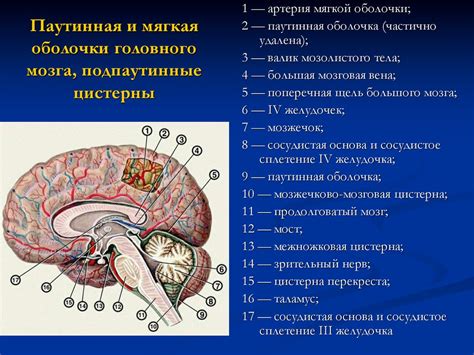 Синдром мозговых полушарий