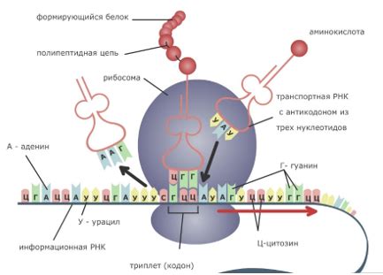 Синтез белка: ключ к жизненным процессам