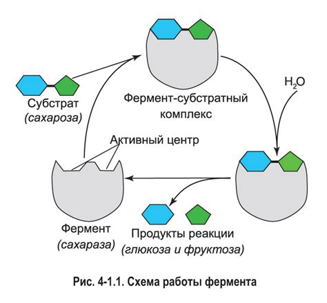 Синтез белков: ключевая функция организма