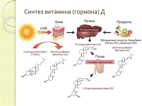 Синтез витамина D в организме