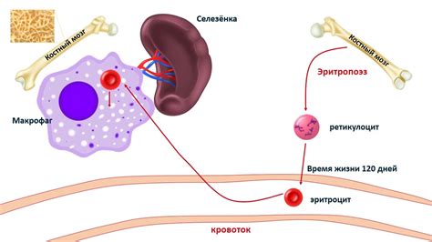 Синтез и выделение