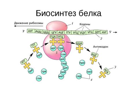 Синтез молекулы белка