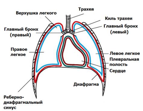 Синусы легких: анатомическая особенность