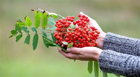 Сирелис: понятие и польза