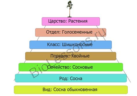 Систематические категории в классификации: принципы и основы