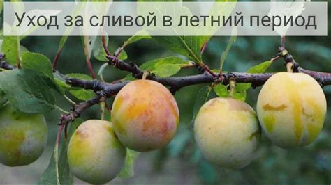 Систематический подход в уходе за сливой: ключ к успешному избавлению от ржавых пятен