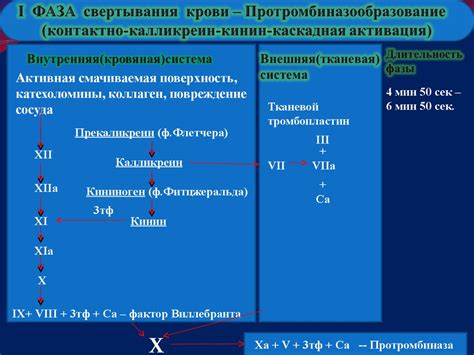 Система свертывания крови: нарушения и их последствия