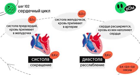 Систолы: основные понятия и значение