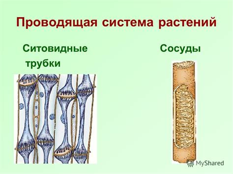 Ситовидные трубки: что это и какова их роль в ткани растений?