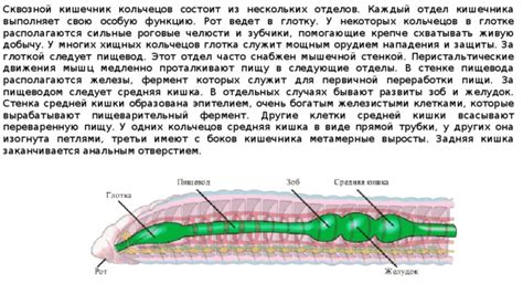 Сквозной кишечник у червей