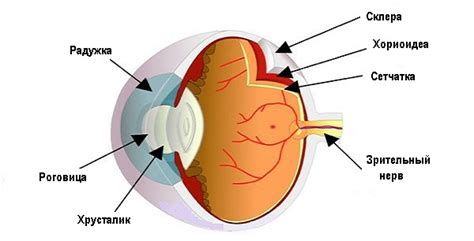 Склера глаза и ее роль в организме человека