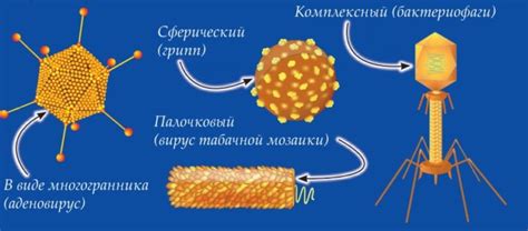 Скорость распространения вирусов и бактерий