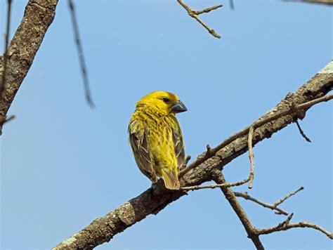 Скрывая истинные намерения: искусство маскировки