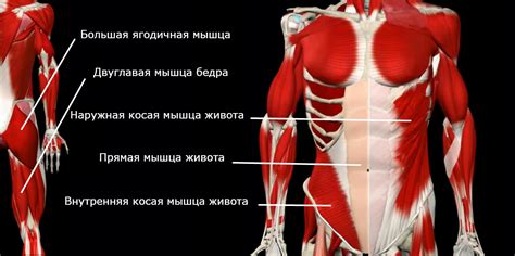 Слабые мышцы и недостаток физической активности