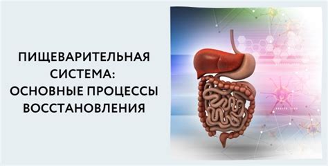 Слепозамкнутая пищеварительная система: основные черты патологии