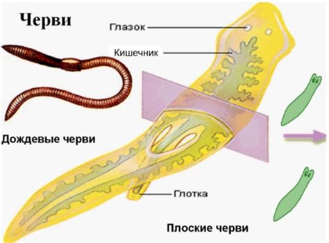 Слепой кишечник у червей: что это такое?