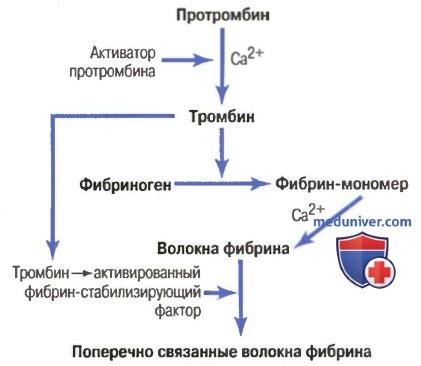 Слизистая и налет фибрина: что это?