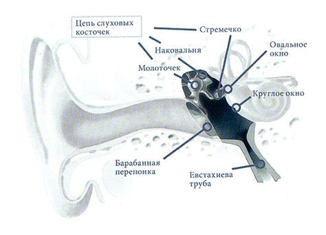 Слуховые косточки: важность их дифференциации