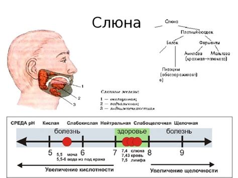 Слюни каблуком - что это значит?