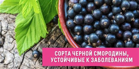 Смородина в снах: история и символика