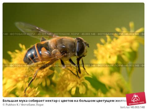 Смысловая расшифровка символики назойливого насекомого на цветущем кусте