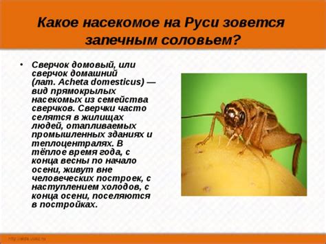 Смысловое отражение снов о насекомых и жилищах на сознание человека в современном психологическом учении