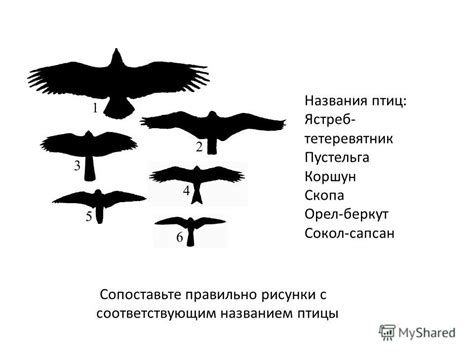 Смысл птиц в полете: их символика и значение в сновидениях