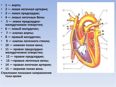 Смысл сердца: значение его языка и способы расшифровки