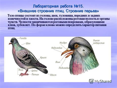 Смысл сна с прикрепленными тканевыми покровами на задних конечностях домашнего животного у профессионала зоофармакологии