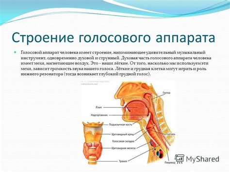 Снижение вероятности напряжения голоса и изменений голосового аппарата