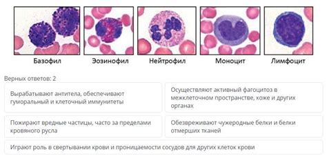 Снижение иммунной функции при низких уровнях нейтрофилов