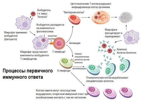 Снижение работы иммунной системы