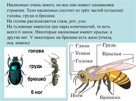 Сновидение: множество насекомых в голове и влияние окружающей среды