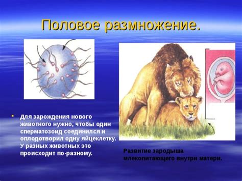 Сновидение: появление потомства в ночных видениях - основные аспекты и разбор