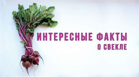 Сновидение о белой свекле: предзнаменование удачи или несчастья?