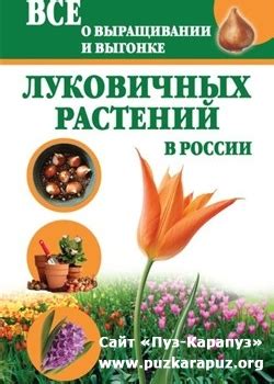 Сновидения о выращивании растений: связь с физическим и эмоциональным благополучием