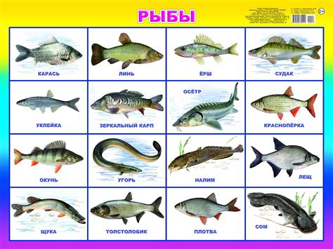 Сны о очищении рыбы в разных культурах и вероисповеданиях