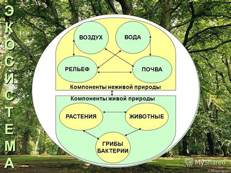 Сны о пространствах центральных регионов и их взаимосвязь с окружающей природой