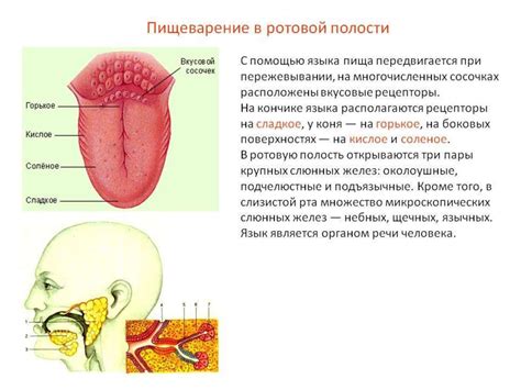 Собираются слюни во рту