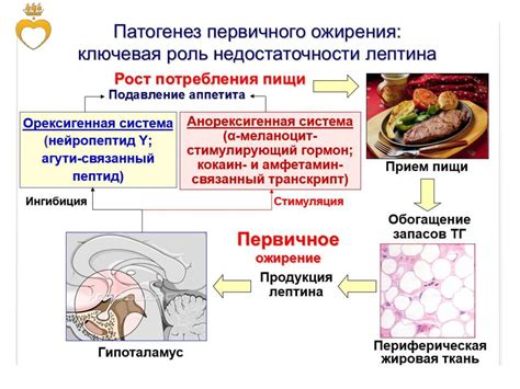 Советы и рекомендации по восстановлению жирового обмена