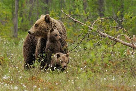 Советы по поведению при встрече с мертвым голубем