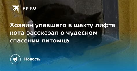 Советы по пониманию сновидений о спасении питомца от хищных животных