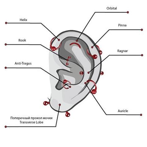 Советы по профилактике гноятся пирсингов в ухе