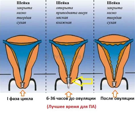 Советы по уходу за шейкой матки