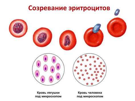 Совместимость и переливание крови